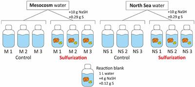 Experimental Evidence for Abiotic Sulfurization of Marine Dissolved Organic Matter